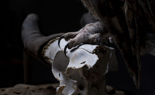 Owl talons on a mountain goat skull