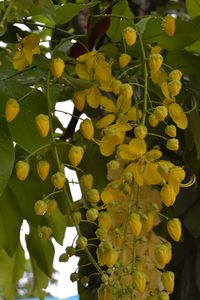 Low angle view of flowers on tree