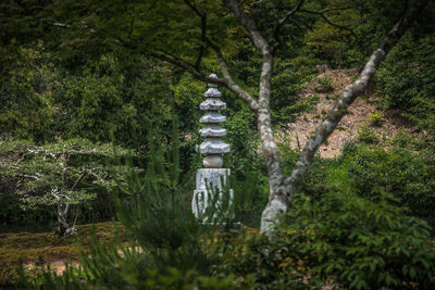 Scenic view of forest