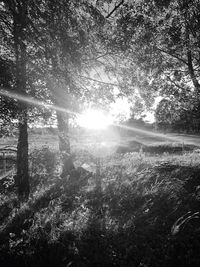 Sun shining through trees in forest