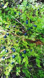 Plants growing against blue sky