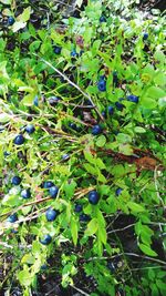 Plants growing against blue sky