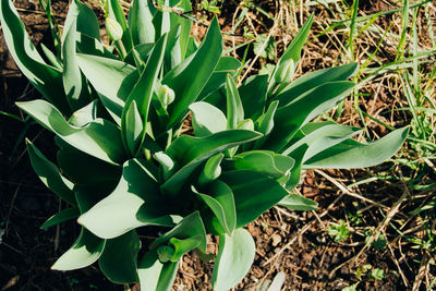 High angle view of flowering plant on field