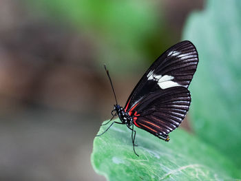 Butterfly on leaf