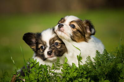 Close-up of cute puppies on field 