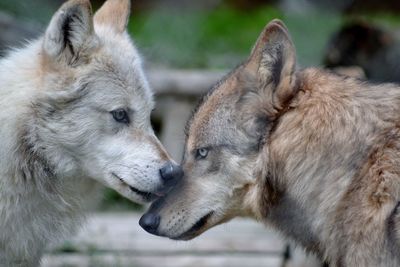 Close-up of dogs