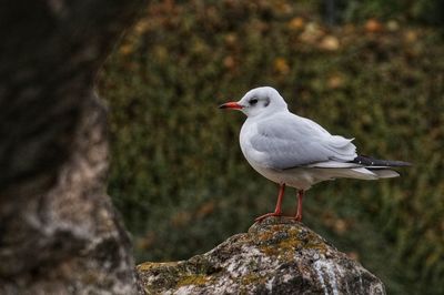 Close-up of seagull perching on rock