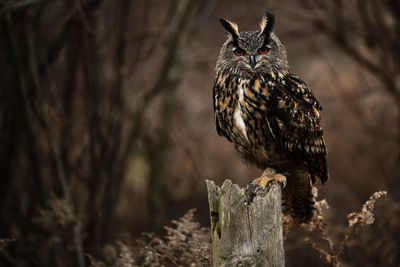 A trained eurasian eagle-owl on a fence post. bubo bubo