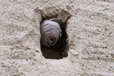 High angle view of dead fish on wall