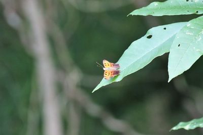 Close-up of butterfly on leaf