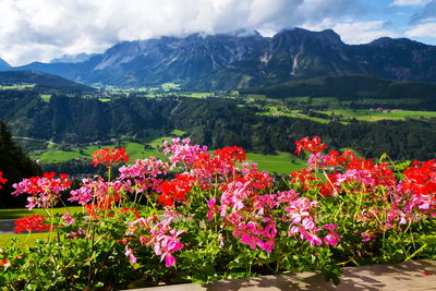 High angle view of flowering plants and mountains against sky