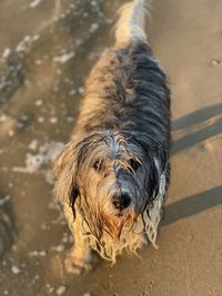 Portrait of a dog