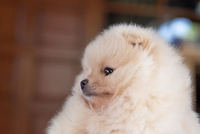 Close-up of a dog looking away