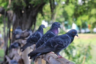 Close-up of pigeon perching on tree