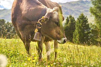 View of a horse on field