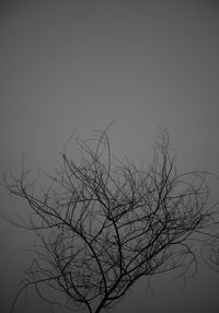 Low angle view of silhouette bare tree against sky at night