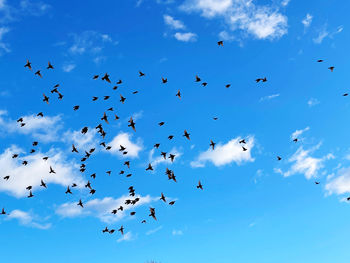 Low angle view of birds flying against blue sky