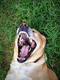 Dog lying on grassy field