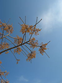 Low angle view of trees against blue sky