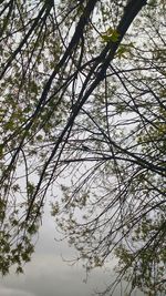 Low angle view of tree against sky