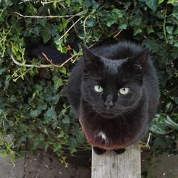 Portrait of cat by plants