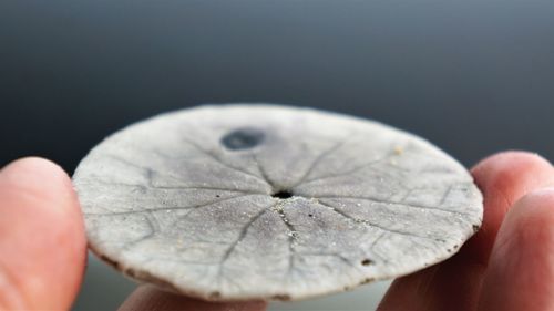 Close-up of person holding leaf