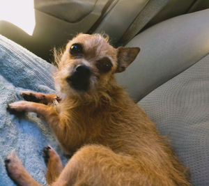 Portrait of dog resting on sofa