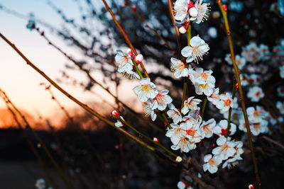 Close-up of flowers on branch