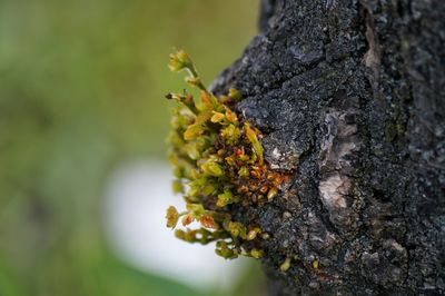 Close-up of flowers