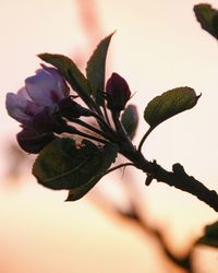 Close-up of fresh green plant against sky