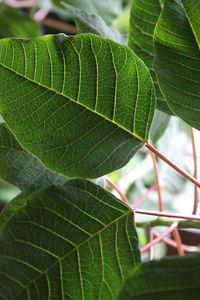 Close-up of leaves