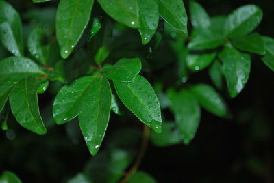 Close-up of raindrops on leaves