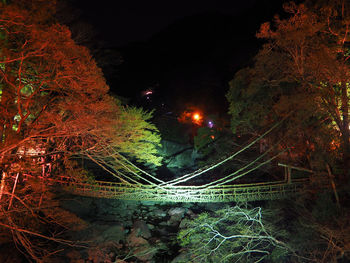 View of trees at night