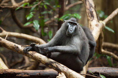 Monkey sitting on a tree