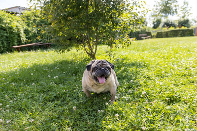 Dogs on grassy field