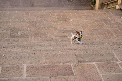 High angle view of dog sitting on footpath