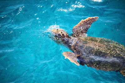 Man swimming underwater