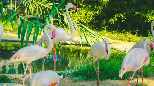 Flock of birds on field