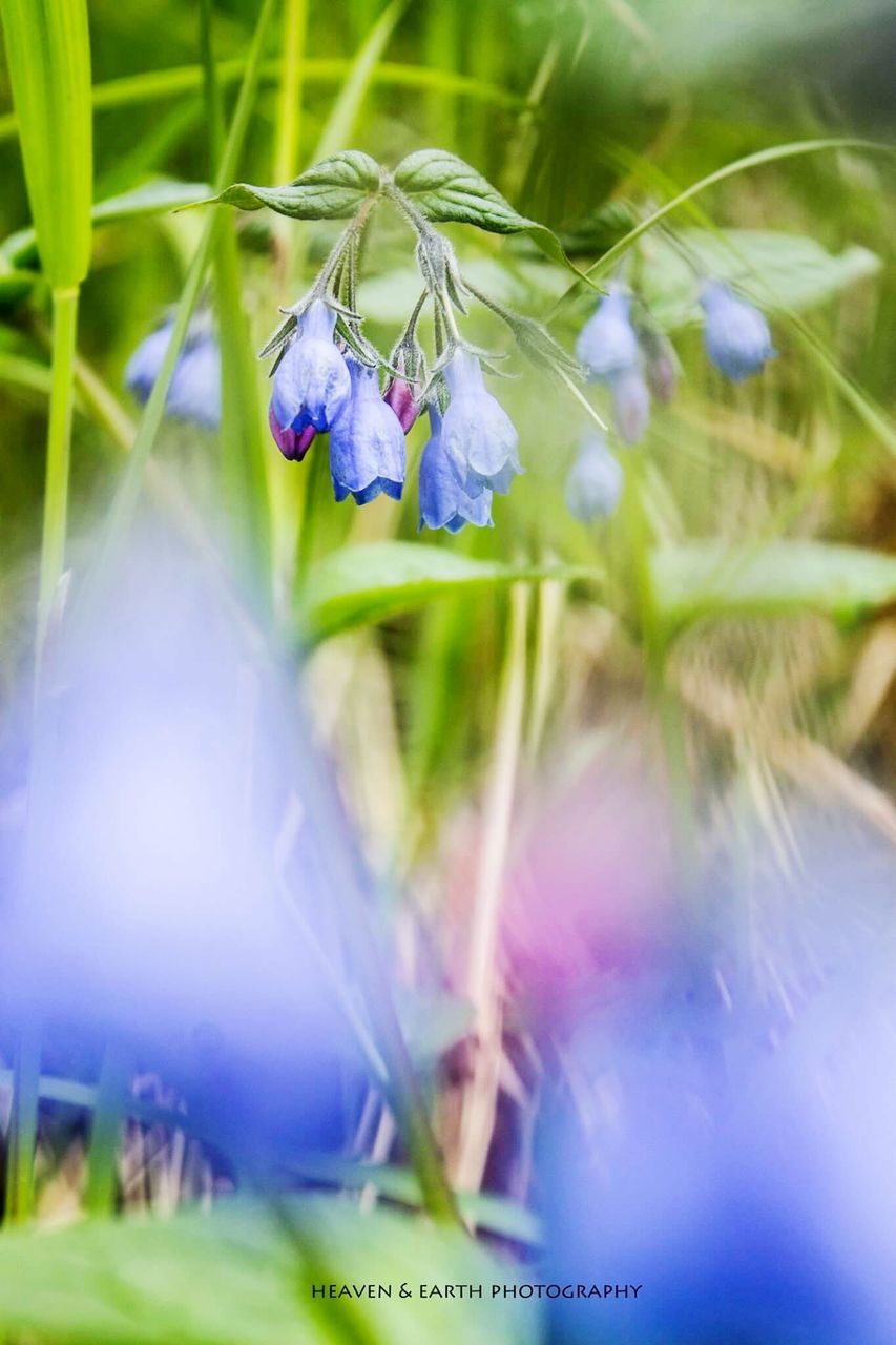 purple, blue, flower, focus on foreground, fragility, growth, plant, green color, freshness, close-up, selective focus, nature, beauty in nature, day, field, outdoors, grass, stem