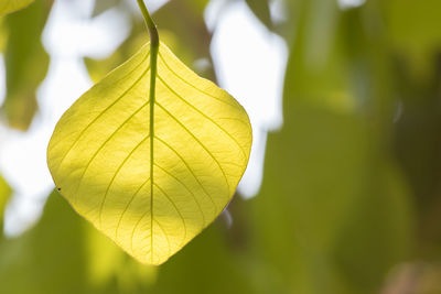 Close-up of yellow leaf during autumn