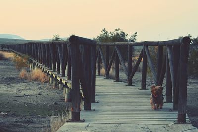 View of dog on wooden structure against sky