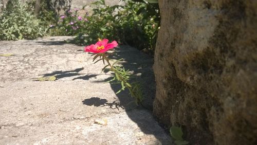 Close-up of pink flowers