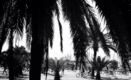 Palm trees against sky