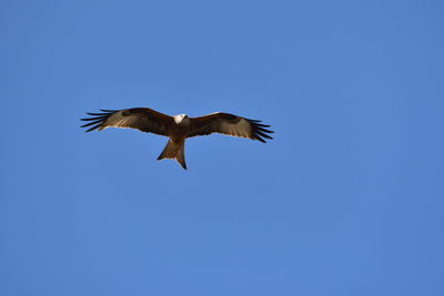 Low angle view of a bird flying