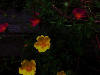 Yellow flowers blooming in garden