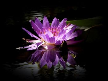 Close-up of purple water lily in lake