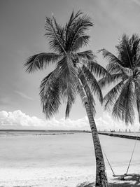 Palm tree by sea against sky