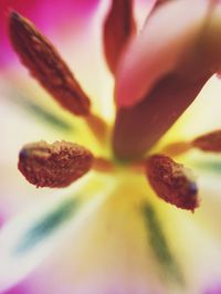 Close-up of pink rose flower