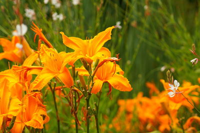 Close-up of orange flowers blooming outdoors