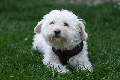 Portrait of puppy on grass